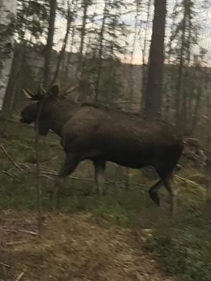 Aengsliden Villa Charlottenberg Exteriör bild